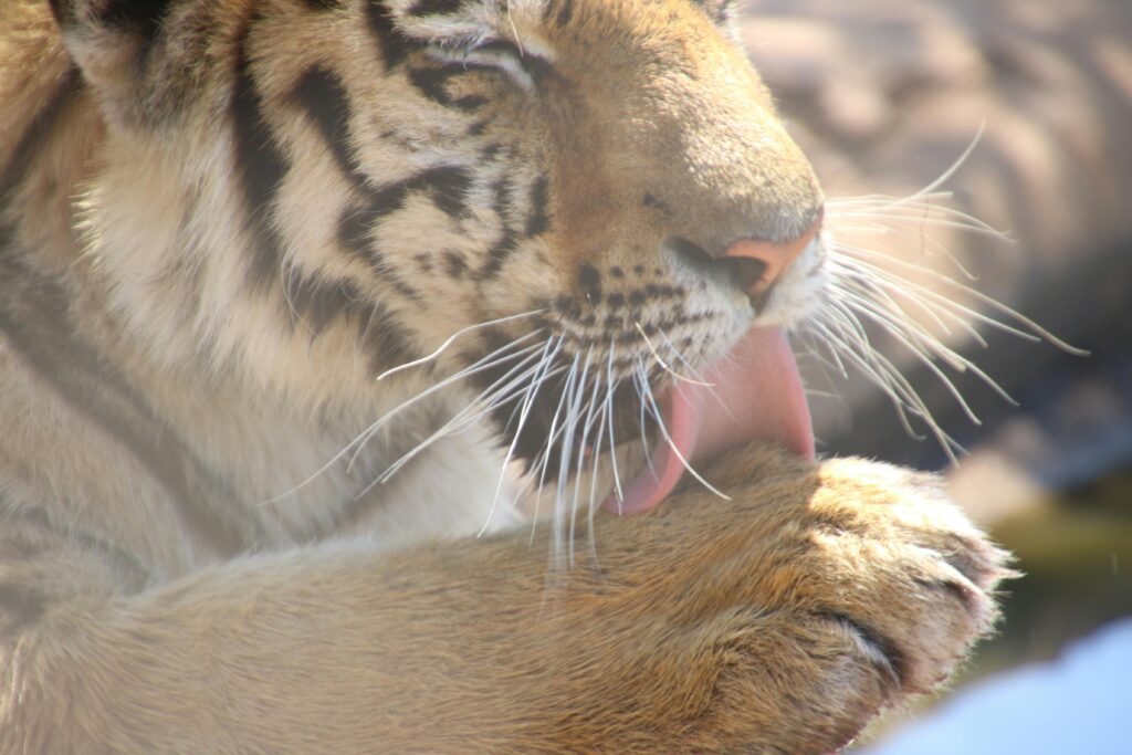 A close-up portrait of a tiger licking its paw, showcasing its whiskers and striped fur.